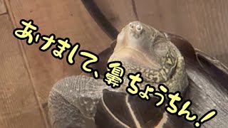 新年明けても寝まくる亀はこちらです。あけましておめでとう🐢