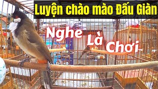 Chào Mào Đấu Giàn!.. Luyện Chào Mào Bổi Đi Giàn. Chào Mào Hót Đấu Kích Bổi Lên Lửa. chao mao hot dau