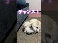 喧嘩が絶えない我が家の猫達・・・「仲がいいなんて思わないで」