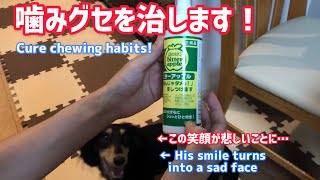 犬の噛みグセをしつけ治すスプレー！ビターアップル！ミニチュアダックスフンドのブラックタン！