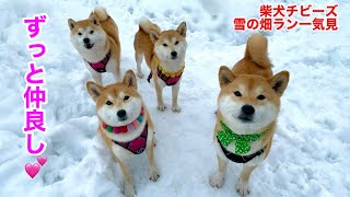 ずっと仲良し柴犬チビーズの楽しくて仕方ない雪上ドッグラン三昧2日間！【柴犬まつば実家泊日記②】