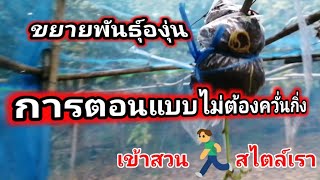 ขยายพันธุ์องุ่น การตอนแบบไม่ต้องควั่นกิ่ง#เกษตรอินทรีย์ #ผลไม้ #สวนผลไม้ #องุ่น