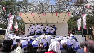 🔴よさとせ歌舞輝【千秋公園桜祭り２０１７】輝跡