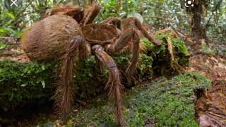 Getting bit by a Goliath bird eating spider- What Happens- (Spider Facts)