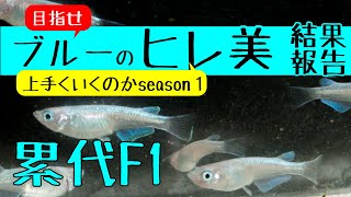 メダカ飼育 ブルーヒレ美のメダカを作る累代F1結果報告！目指せドラゴンブルーseason１【メダカ飼育 069】