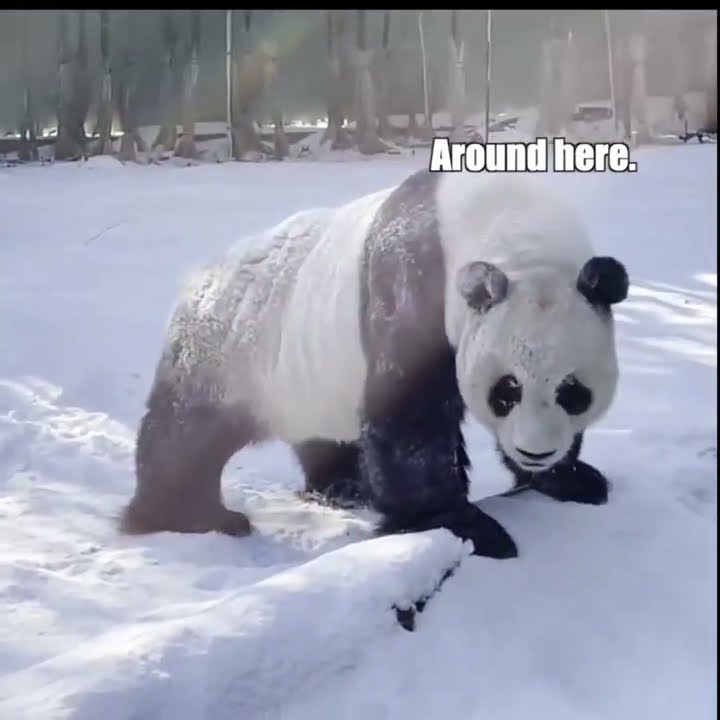 Panda Discovers Something Interesting Youtube