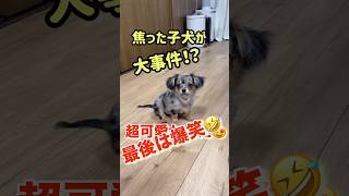 焦った子犬が大事件！超かわいい！最後は大爆笑！#可愛い #かわいい #癒し #おもしろ #チワワ #ダックス #子犬 #ペット #ダックスフンド #爆笑