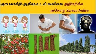 ஞாபகசக்தி | அறிவு | உடல் வலிமை அதிகரிக்க |  அசோகு (Saraca Indica) | #HelloTamizha | #Prathap |#Tamil