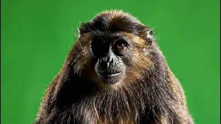 Epic Monkey Funny Green Screen VFX: Realistic Animal Overlay for Your Videos