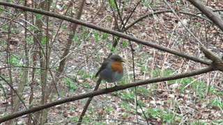 Vor oder nach Corona - SEINE FLÜGEL TRÖSTEN UNS Film by © Raymond Hummy ART Robin singing