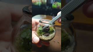 今日も小さなビンを使って小さなテラリウムを作ったよー　#shorts #terrarium #テラリウム