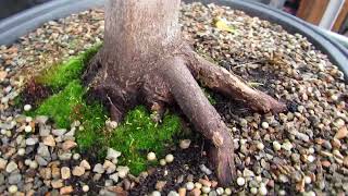 43 Year Old Coral Bark Japanese Maple Specimen Bonsai Tree