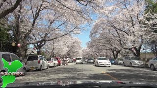 千葉の桜並木詰め合わせ 車載動画