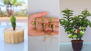 How to grow Guava Tree from Guava Flower Buds for beginners