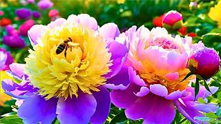 🌙 A Melody for Gentle Hearts – The Secret Way to Evening Serenity 🌷
