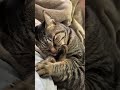 82【うみ】5キロのおデブ猫ですが、肉球チュパチュパがやめられません【猫動画】 shorts ねこ ネコ 猫 cat ねこのいる生活 ねこ部 キジトラ