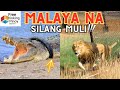 12 Stories ng HAYOP na PINALAYA ng TAO | Animals Being Freed for the First Time