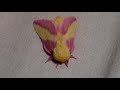 rosy maple moth fluffy moth pink cutie the cutest moth on my channel bart coppens