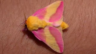 Rosy Maple Moth- Fluffy Moth! Pink Cutie! The Cutest Moth on my channel: (Bart Coppens)