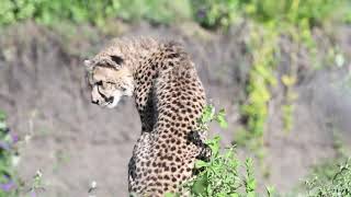 Animal Class: Cheetah