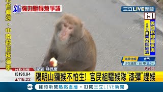 陽明山出現獼猴群陽管處與居民組\