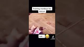 Funny monkeys training/🤣🤣😂😂😂/ #animals #funnyanimals #cuteanimals #funnyvideos