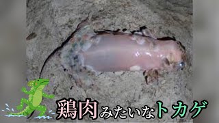 鶏肉みたいなヤモリが発見される【ぴえん過ぎる生き物紹介】