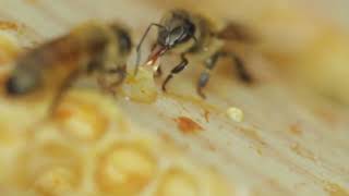 apis mellifera#apismellifera #honeybee #beekeeper