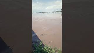 Flood In Punjab|| 2023 Flood Punjab|| Moonak Flood Area|| Gulrah Flood #punjab #Flood #viral