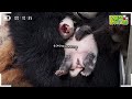 sub i m happy because i got many granddaughters twin panda granddaughters and aibao│ panda world🐼