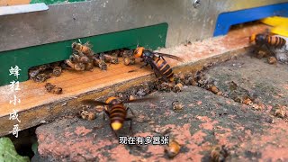 为蜂农  近期湖南暴雨导致多地涨水，为粉丝父亲清除虎头蜂，80公里的路程三个路段涉水硬是绕了140多公里，最终还是完成粉丝的委托