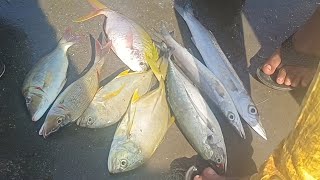 600 ரூபாக்கு 3 வகை மீன் வாங்கியாச்சு‼️🐠 three types of fish in 600 rupees /by fish market #fish