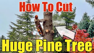 How To Cut/Remove A Large Pine Tree In The Pacific NW That Damaged A Public Sidewalk Step by Step