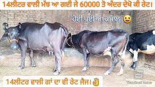 14ਲੀਟਰ ਵਾਲੀ ਮੱਝ ਅਤੇ 14ਲੀਟਰ ਵਾਲੀ ਗਾਂ ਵੀਕਾਓ। Buffalo and hf cross cow for sale/vadiya farm/27-7-22