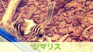 息子制作 生き物動画「シマリス」