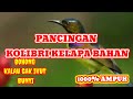 pancingan kolibri kelapa bahan agar cepet bunyi // 100% ampuh korlap bahan di jamin ikut bunyi #bird