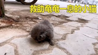 救助奄奄一息的小貓#救援#暖心#猫咪