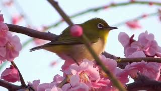 防府天満宮 梅まつり、メジロと梅