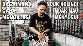 #37 CARA MENGATASI INDUK KELINCI TIDAK MAU MENYUSUI⁉️