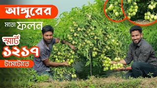 এক গাছে এতো টমেটো আগে কখনো দেখেননি ! স্মার্ট১২১৭ | এগ্রো-১