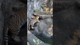 #shorts 水堀で泳ぐヒューイくんを呼ぶサーシャちゃん♪ アムールトラきょうだい　浜松市動物園にて　2022年11月5日