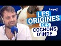 Les origines des cochons d'inde avec David Castello-Lopes