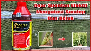 Tips Cara Menggunakan Insektisida Spontan Agar Efektif Mengatasi Hama Di Sawah