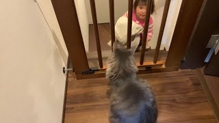 飼い主が帰って来ると喜び、外出しようとすると怒る猫　ノルウェージャンフォレストキャット　A cat that prevents the owner from going out