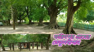 আলমডাঙ্গা ফরিদপুর গ্রামের তেতুল বাগান | Village Life24