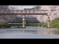 岐阜県　新境川堤の桜並木（百十郎桜） hd