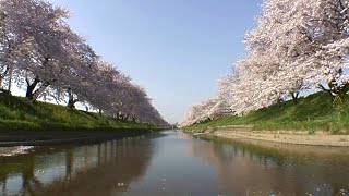 岐阜県　新境川堤の桜並木（百十郎桜） [HD]