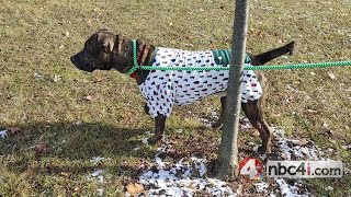 Adoptable dogs in Ohio: Reese