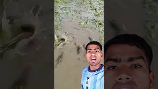 খাল বিলে শুধু চিংড়ি মাছ দেখা যায় #reel #OMG #কাজ #video #reelsviral #Amazing #reels