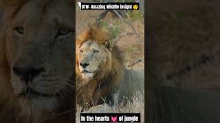 Heart of the Jungle #animals #sad #facts #shortvideo #wildlife #youtube #shortviral #lion #trending